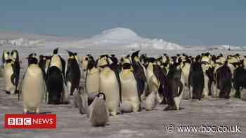 Stirling pupils' penguin project pays off after new colony discovered