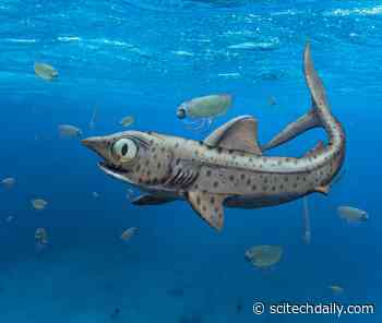 Prehistoric Shark Hid Its Largest, Sharpest Teeth