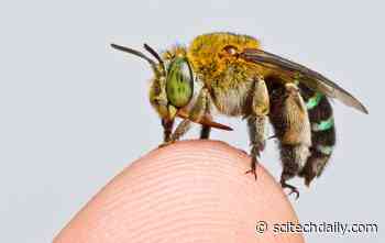 Researchers Create First Global Map of Bee Species