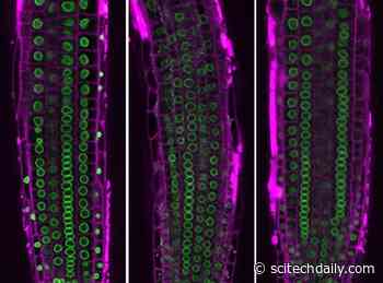 How the Architecture of the Cell Nucleus Can Change Gene Activity in Plants