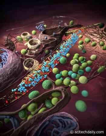 Scientists Snap Molecular Building Blocks of Brain Computing – Critical Step Towards Resolving the Atomic Details of the Brain