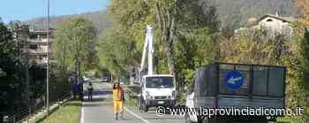 I 16 olmi abbattuti che dividono Erba «Erano pericolosi» - La Provincia di Como