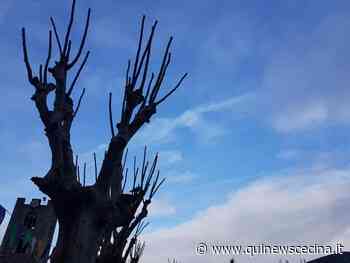 Potatura di piante e alberi e taglio dell'erba - Qui News Cecina