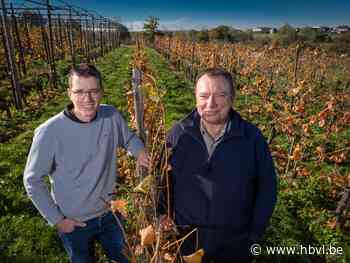 Zin in een glas rode wijn? Wijndomein Hoenshof in Borgloon is specialist - Het Belang van Limburg
