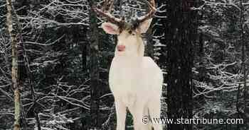 Rare albino deer spotted in northern Wisconsin