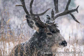 Famous Kootenay deer shot by poacher, sparking conservation probe - Nanaimo News Bulletin