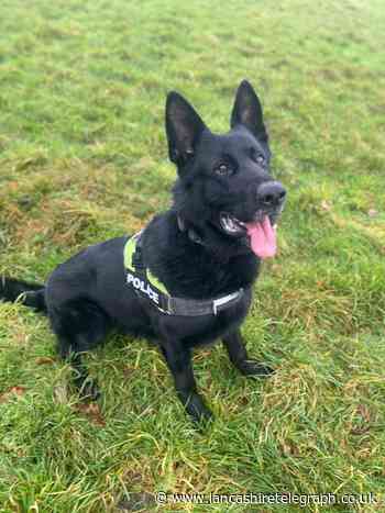 Police dog Zorro helps catch two people stealing a motorbike