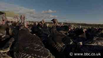Smaller turkeys on the menu this Christmas
