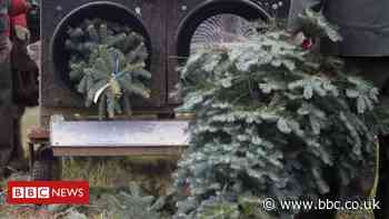 Christmas tree sales to go ahead despite lockdown