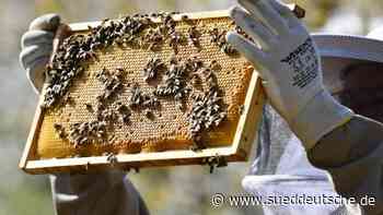 Zufriedene Imker: Honigernte auf gutem Niveau - Süddeutsche Zeitung