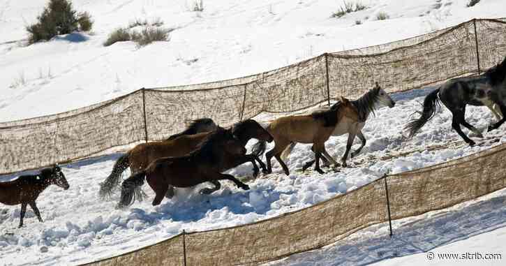 Feds to begin surgical sterilizations on wild horses, starting with a Utah herd