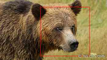 Face recognition isn't just for humans — it's learning to identify bears and cows, too