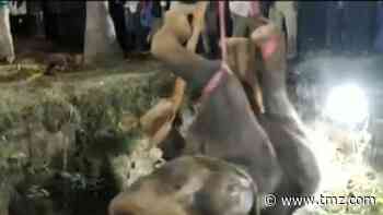 Elephant Rescued from Well in Crazy Video