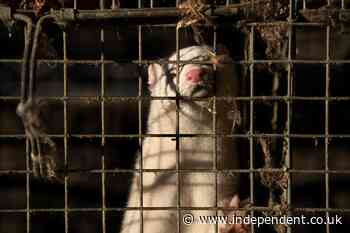 France culls 1,000 mink after discovering mutated coronavirus in farm