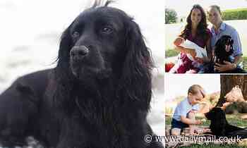 Prince William and Kate Middleton's 'dear dog', Lupo, dies