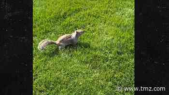 David Spade Auditions for TMZ Photog By Interviewing Squirrel