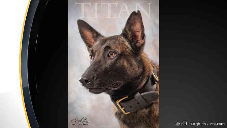 Police K-9 Titan Falls Down Shaft And Dies During Burglary Search