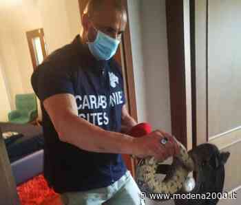 Il bilancio del Nucleo Carabinieri Cites di Modena - Modena 2000