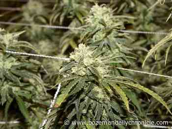 Montana medical marijuana providers cautiously optimistic about legalization - The Bozeman Daily Chronicle