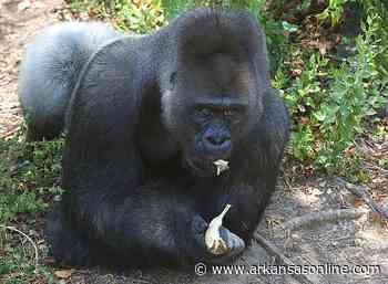 Brutus, Little Rock Zoo's silverback, dies after medical exam - Arkansas Online