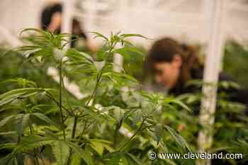 Brook Park extends medical marijuana moratorium - cleveland.com