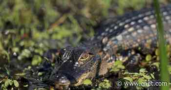 Watch this Florida man rescue a puppy from an alligator while smoking a cigar     - CNET
