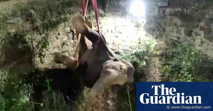 Elephant trapped in well in India rescued during 12-hour crane operation – video