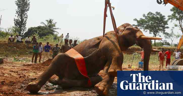 Elephant trapped in Indian well rescued in 12-hour crane operation