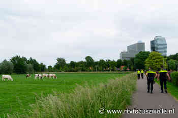Politie redt koe uit prikkeldraad in Spoolde | RTV Focus - RTV Focus Zwolle