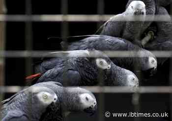 Endangered parrots found stuffed by smugglers inside plastic water bottles