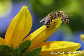 With bee species rapidly dying off, scientists create first global map to save them
