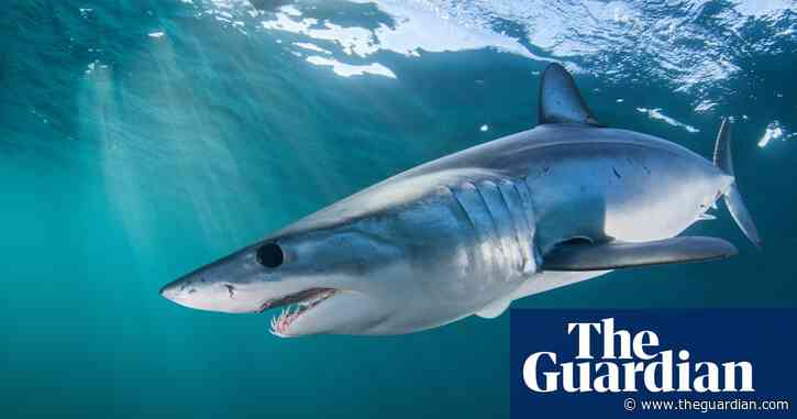 EU and US block plans to protect endangered shortfin mako sharks
