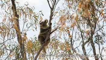 Koala audit to boost animal recovery plans - Cessnock Advertiser
