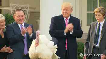 White House turkey pardon, Christmas tree traditions continue this week