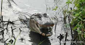 Scientists discover the surprising way young alligators regrow missing tails     - CNET