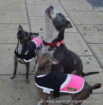 Furry family needs Christmas miracle as Warrington Animal Welfare launches festive appeal