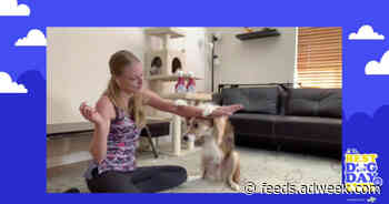 The Dodo Reimagines Experiential Franchise With Virtual Guidance for Dog Owners