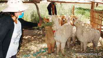 Mujeres rurales de Huara se convertirán en productoras de lana de alpaca