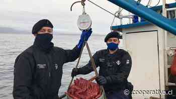 Sernapesca devuelve al mar más de 700 kilos de centolla viva incautada