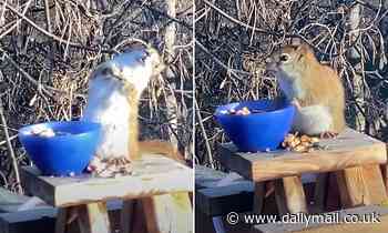 Feeling nutty! Squirrel gets drunk while eating fermented pears left outside a home in Minnesota 