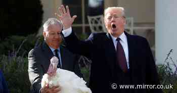 Sore loser Donald Trump once mocked Thanksgiving turkey for demanding a recount