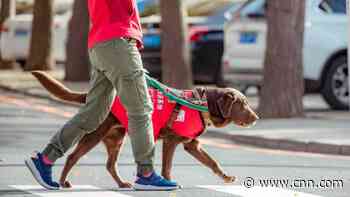 China has 8 million blind people, but only 200 guide dogs