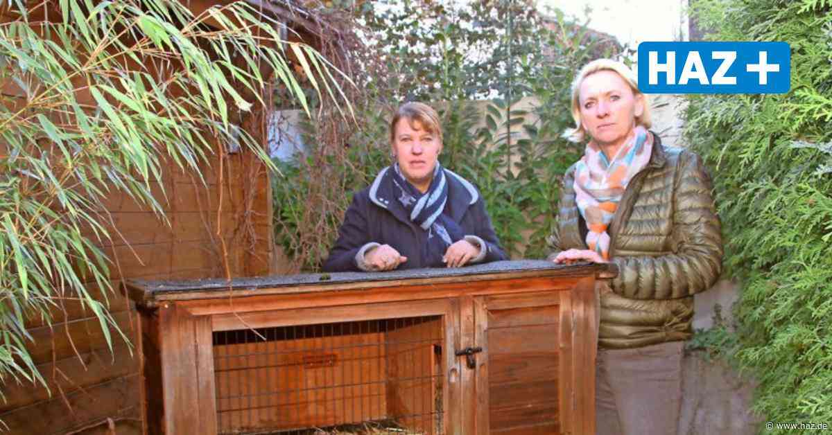 Nachbarn sind schockiert: Fuchs tötet drei Kaninchen in Rethener Wohngebiet - Hannoversche Allgemeine