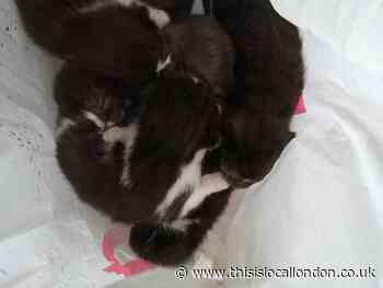 Hillingdon litter pickers find litter of kittens in Ealing