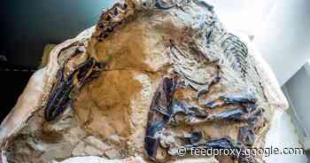 One-of-a-kind fossil shows T. rex and Triceratops locked in battle to the death     - CNET