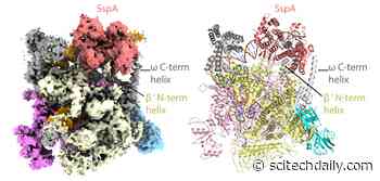 Peering Inside Deadly Pathogen’s Burglary Kit to Find Ways to Block It