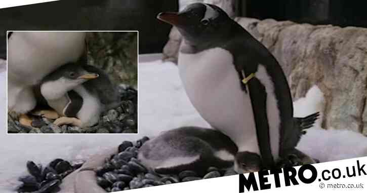 Gay penguin ‘power couple’ become dads for the second time