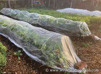 Gardening: Extend your fresh vegetable harvest season