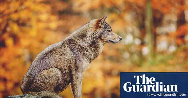 Landscape of fear: why we need the wolf