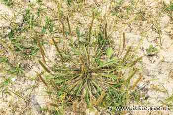 Erba stella, pianta rustica ideale per arricchire insalate, zuppe e frittate - Tuttogreen